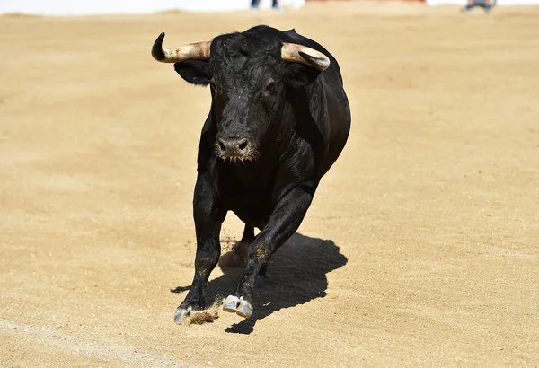 A spanish black bull with big horns in traditional show of bullfight