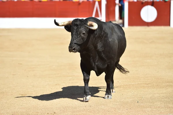 Touro Preto Espanhol Com Grandes Chifres Show Tradicional Tourada — Fotografia de Stock