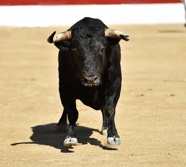 Ένας Ισπανός Μαύρος Ταύρος Μεγάλα Κέρατα Στην Παραδοσιακή Επίδειξη Ταυρομαχίας — Φωτογραφία Αρχείου