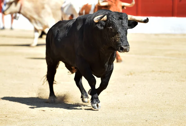 Taureau Noir Espagnol Avec Grandes Cornes Dans Spectacle Traditionnel Corrida — Photo