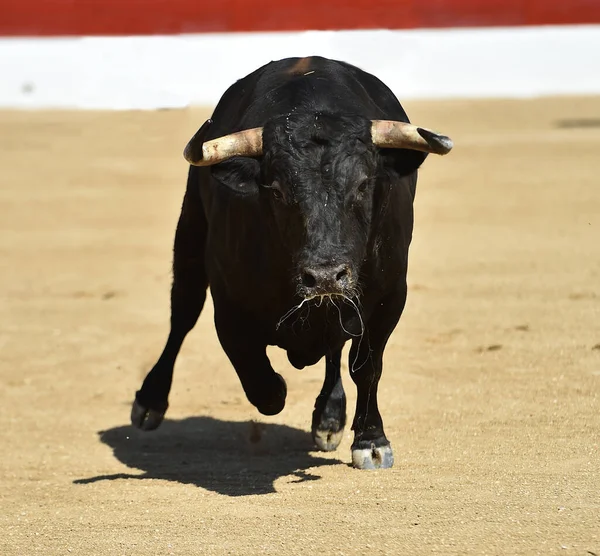 闘牛の伝統的なショーで大きな角を持つスペインの黒牛 — ストック写真