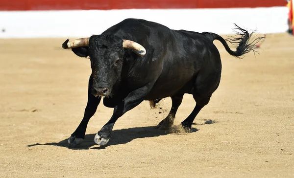 Touro Preto Espanhol Com Grandes Chifres Show Tradicional Tourada — Fotografia de Stock