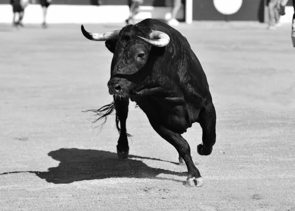 Hiszpański Czarny Byk Dużymi Rogami Tradycyjnym Pokazie Walki Byków — Zdjęcie stockowe