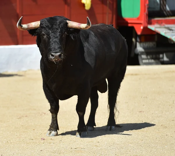 A spanish black bull with big horns in traditional show of bullfight