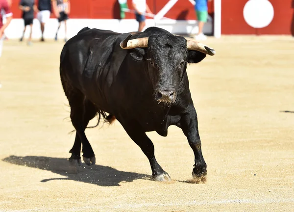 Spanish Black Bull Big Horns Traditional Show Bullfight — Stock Photo, Image