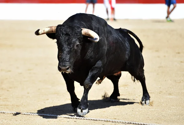 Touro Preto Espanhol Com Grandes Chifres Show Tradicional Tourada — Fotografia de Stock