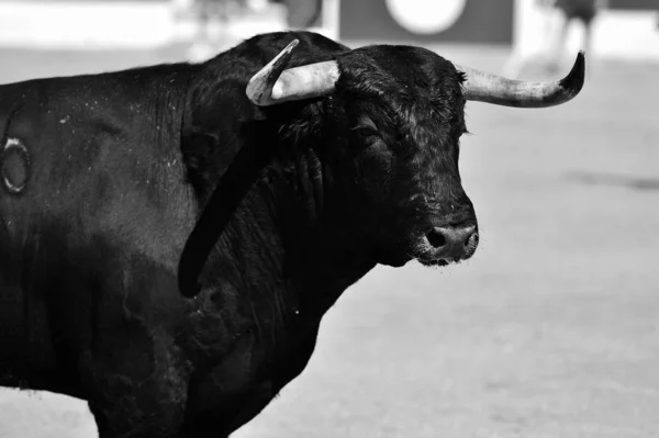 一头长着大角的西班牙黑色公牛在传统的斗牛表演中 — 图库照片
