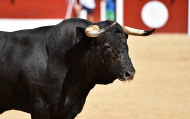 İspanya 'nın geleneksel boğa güreşi gösterisinde güçlü bir siyah boğa.