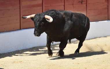 İspanya 'nın geleneksel boğa güreşi gösterisinde güçlü bir siyah boğa.