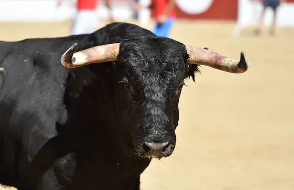 Silný Černý Býk Tradiční Podívané Býčí Zápasy Španělsku — Stock fotografie