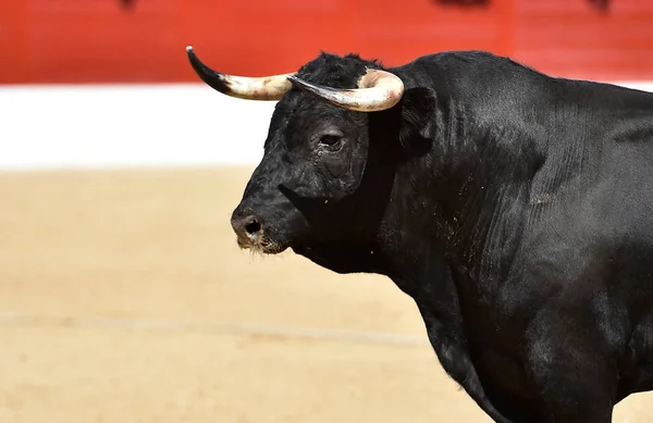 Touro Preto Forte Espetáculo Tradicional Tourada Espanha — Fotografia de Stock