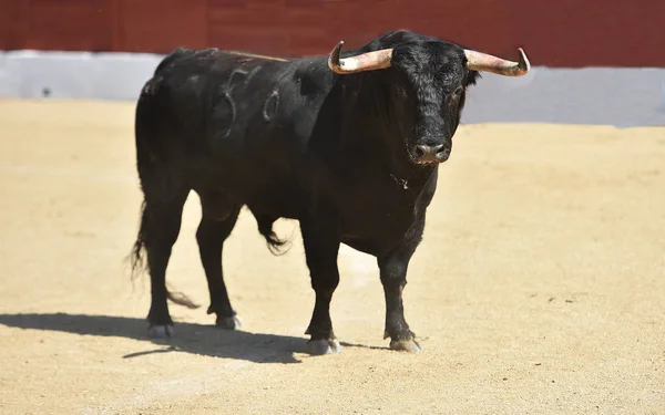 Silny Czarny Byk Tradycyjnym Spektaklu Walki Byków Hiszpańskiej — Zdjęcie stockowe