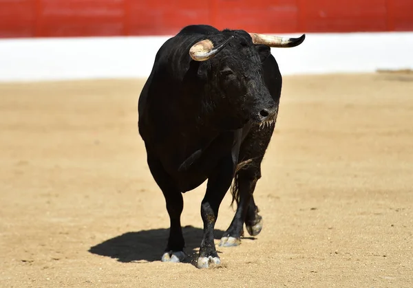 Touro Preto Forte Espetáculo Tradicional Tourada Espanha — Fotografia de Stock