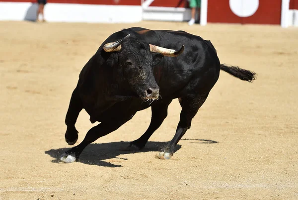 Stark Svart Tjur Det Traditionella Spektaklet Tjurfäktning Spanien — Stockfoto