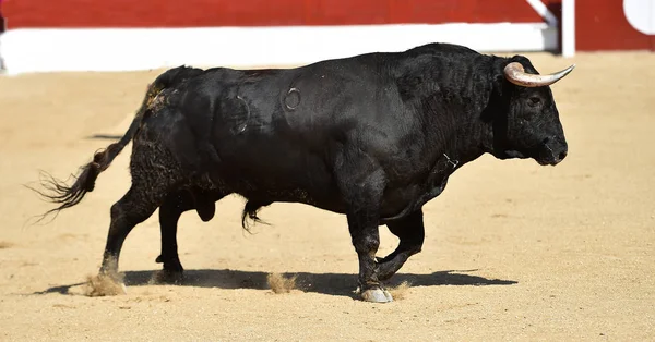 Een Sterke Zwarte Stier Het Traditionele Spektakel Van Stierenvechten Spanje — Stockfoto