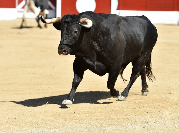 Erős Fekete Bika Spanyol Bikaviadal Hagyományos Látványában — Stock Fotó