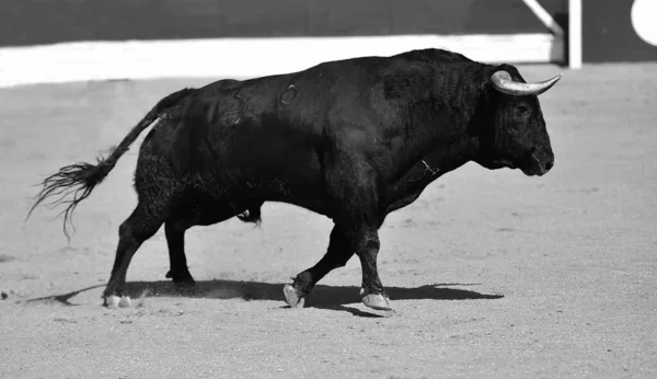 Stark Svart Tjur Det Traditionella Spektaklet Tjurfäktning Spanien — Stockfoto