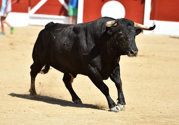 Erős Fekete Bika Spanyol Bikaviadal Hagyományos Látványában — Stock Fotó