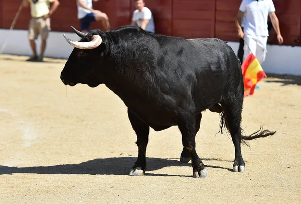 Silny Czarny Byk Tradycyjnym Spektaklu Walki Byków Hiszpańskiej — Zdjęcie stockowe