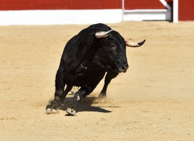 İspanya 'nın geleneksel boğa güreşi gösterisinde güçlü bir siyah boğa.