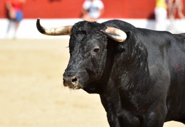 İspanya 'nın geleneksel boğa güreşi gösterisinde güçlü bir siyah boğa.