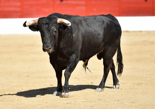 Fuerte Toro Negro Tradicional Espectáculo Corridas Toros España —  Fotos de Stock