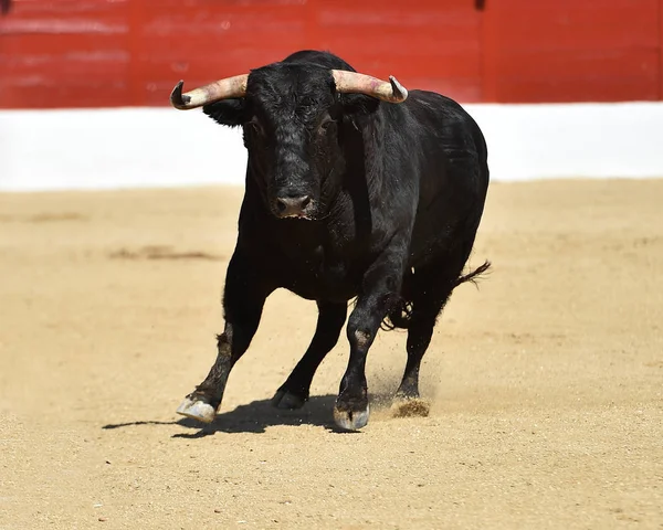 Touro Preto Forte Espetáculo Tradicional Tourada Espanha — Fotografia de Stock