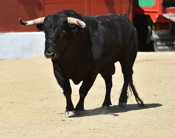 Ein Starker Schwarzer Stier Beim Traditionellen Spektakel Des Stierkampfs Spanien — Stockfoto