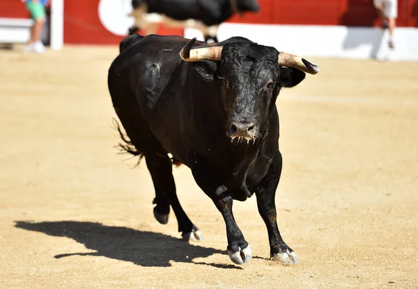 Spanya Nın Geleneksel Boğa Güreşi Gösterisinde Güçlü Bir Siyah Boğa — Stok fotoğraf