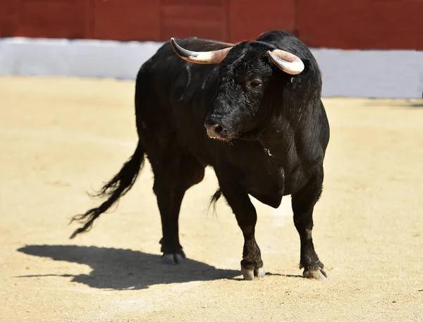 Сильный Черный Бык Традиционном Зрелище Боя Быков Испанском — стоковое фото