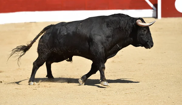 Touro Preto Forte Espetáculo Tradicional Tourada Espanha — Fotografia de Stock