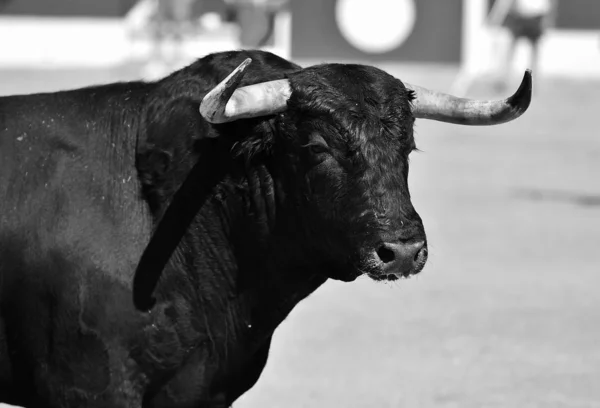Silný Černý Býk Tradiční Podívané Býčí Zápasy Španělsku — Stock fotografie