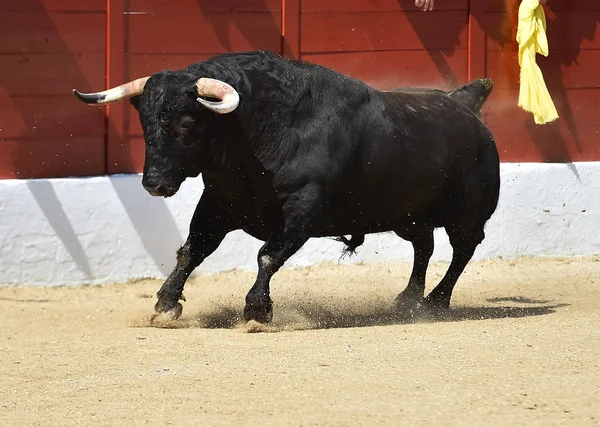 スペインの闘牛の伝統的な光景に強い黒い雄牛 — ストック写真