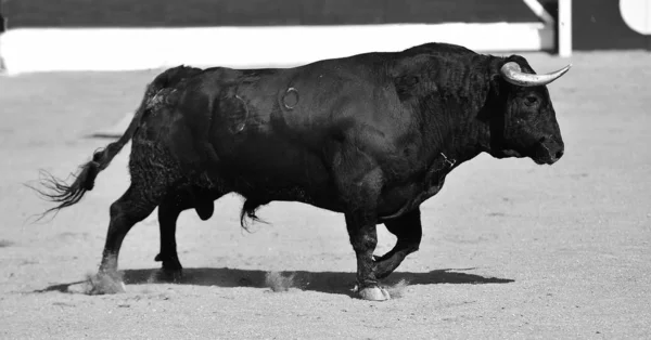 Ένα Ισχυρό Μαύρο Ταύρο Στο Παραδοσιακό Θέαμα Της Ταυρομαχίας Στην — Φωτογραφία Αρχείου