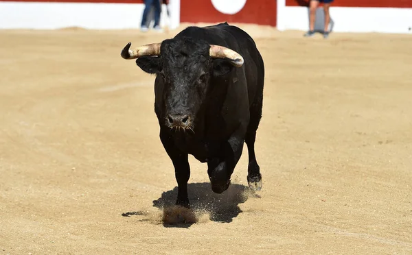 Touro Preto Forte Espetáculo Tradicional Tourada Espanha — Fotografia de Stock