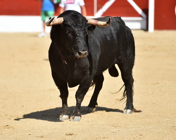 Touro Preto Forte Espetáculo Tradicional Tourada Espanha — Fotografia de Stock