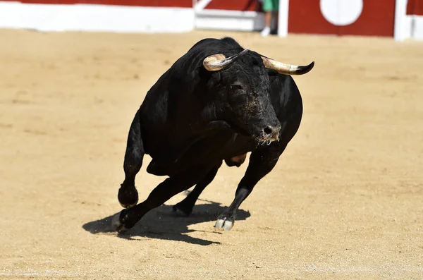 Taureau Noir Fort Dans Spectacle Traditionnel Corrida Sur Espagne — Photo