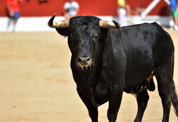 Touro Preto Forte Espetáculo Tradicional Tourada Espanha — Fotografia de Stock