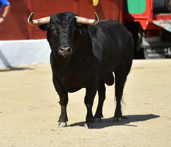 Fuerte Toro Negro Tradicional Espectáculo Corridas Toros España —  Fotos de Stock