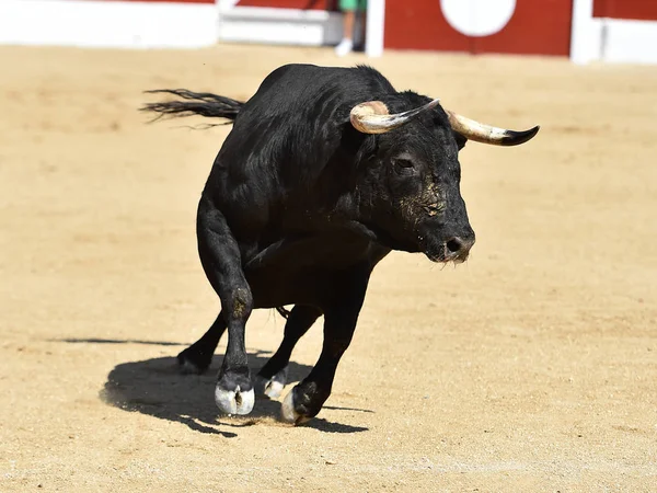 Ein Starker Schwarzer Stier Beim Traditionellen Spektakel Des Stierkampfs Spanien — Stockfoto