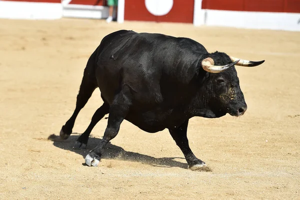 Touro Preto Forte Espetáculo Tradicional Tourada Espanha — Fotografia de Stock