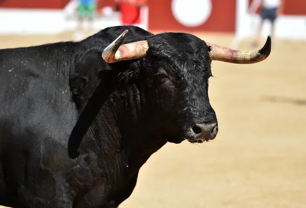 a strong  black bull in the traditional spectacle of bullfight on spain
