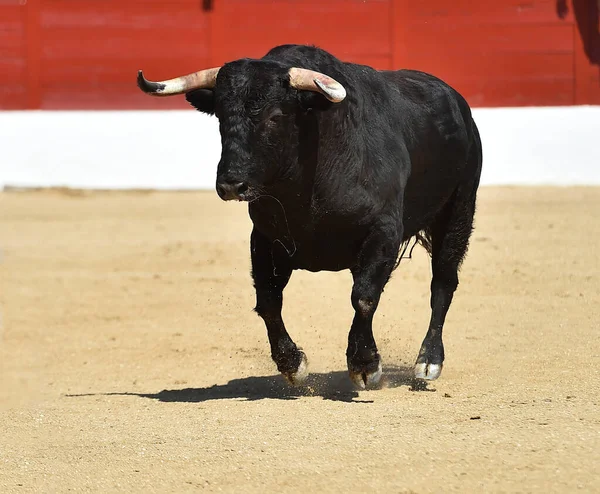 Сильна Чорна Бичка Традиційному Видовищі Бика Іспанії — стокове фото
