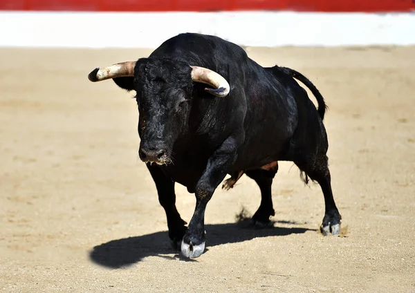Stark Svart Tjur Det Traditionella Spektaklet Tjurfäktning Spanien — Stockfoto