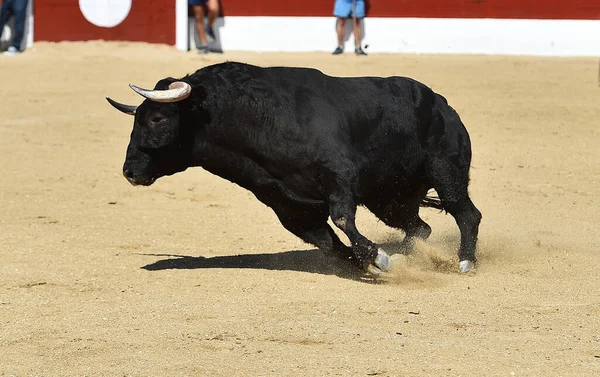 Touro Preto Com Chifres Grandes — Fotografia de Stock