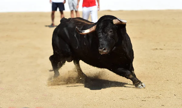 Toro Negro Con Cuernos Grandes — Foto de Stock