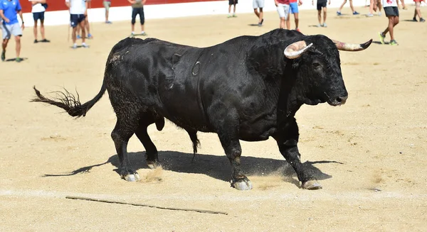 大きな角を持つ黒い雄牛 — ストック写真