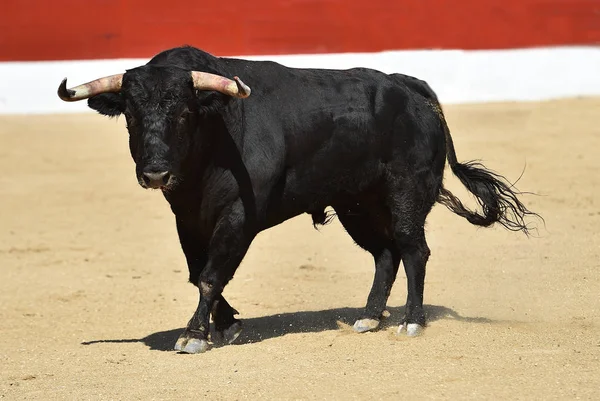 Taureau Noir Avec Grandes Cornes — Photo