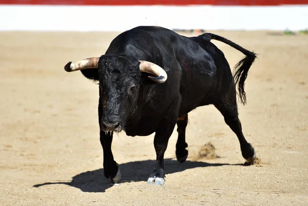 大きな角を持つ黒い雄牛 — ストック写真