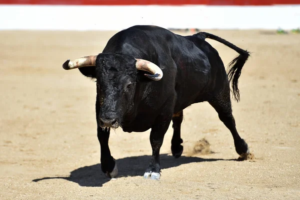 Svart Tjur Med Stora Horn — Stockfoto